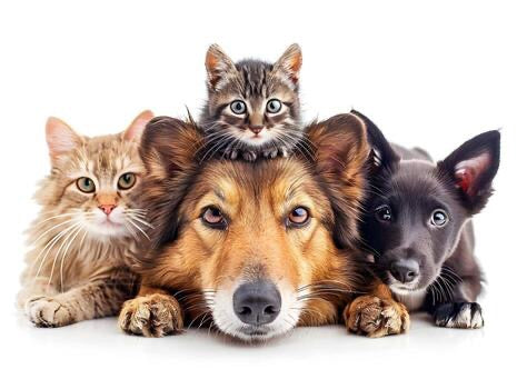 Pet Care